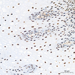 HEXIM1 Antibody in Immunohistochemistry (Paraffin) (IHC (P))