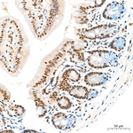 HEXIM1 Antibody in Immunohistochemistry (Paraffin) (IHC (P))