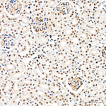 HEXIM1 Antibody in Immunohistochemistry (Paraffin) (IHC (P))