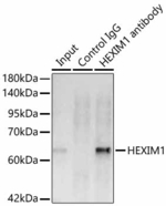 HEXIM1 Antibody in Immunoprecipitation (IP)