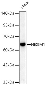 HEXIM1 Antibody in Western Blot (WB)