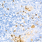 CD177 Antibody in Immunohistochemistry (Paraffin) (IHC (P))