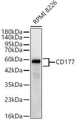 CD177 Antibody in Western Blot (WB)