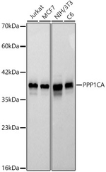 PP1 alpha Antibody in Western Blot (WB)