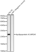ApoA1 Antibody in Western Blot (WB)