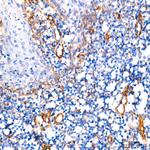 IFITM3 Antibody in Immunohistochemistry (Paraffin) (IHC (P))