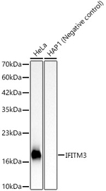 IFITM3 Antibody in Western Blot (WB)