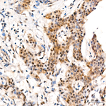 FosB Antibody in Immunohistochemistry (Paraffin) (IHC (P))