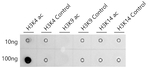 H3K4ac Antibody in Dot Blot (DB)