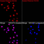 H3K4ac Antibody in Immunocytochemistry (ICC/IF)