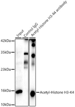 H3K4ac Antibody in Immunoprecipitation (IP)