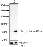 H3K4ac Antibody in Western Blot (WB)