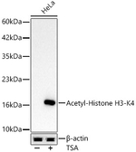 H3K4ac Antibody in Western Blot (WB)