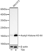 H3K4ac Antibody in Western Blot (WB)