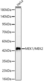 MEK1/MEK2 Antibody in Western Blot (WB)