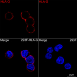 HLA-G Antibody in Immunocytochemistry (ICC/IF)