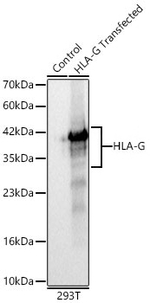 HLA-G Antibody in Western Blot (WB)