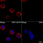 CD101 Recombinant Rabbit Monoclonal Antibody (1M4F4)