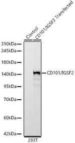 CD101 Antibody in Western Blot (WB)