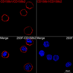 KIR2DL2/KIR2DL3 Antibody in Immunocytochemistry (ICC/IF)
