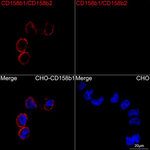 KIR2DL2/KIR2DL3 Antibody in Immunocytochemistry (ICC/IF)