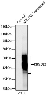 KIR2DL2/KIR2DL3 Antibody in Western Blot (WB)