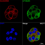 Claudin 3 Antibody in Immunocytochemistry (ICC/IF)