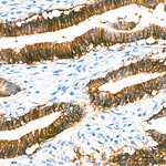 Claudin 3 Antibody in Immunohistochemistry (Paraffin) (IHC (P))