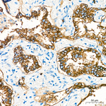 Claudin 3 Antibody in Immunohistochemistry (Paraffin) (IHC (P))