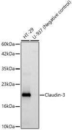 Claudin 3 Antibody in Western Blot (WB)