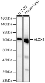 ALOX5 Antibody in Western Blot (WB)