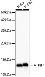 ATPIF1 Antibody in Western Blot (WB)