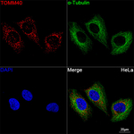 TOMM40 Antibody in Immunocytochemistry (ICC/IF)
