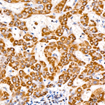 TOMM40 Antibody in Immunohistochemistry (Paraffin) (IHC (P))