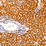 TOMM40 Antibody in Immunohistochemistry (Paraffin) (IHC (P))