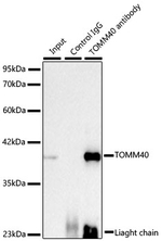 TOMM40 Antibody in Immunoprecipitation (IP)