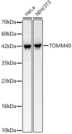 TOMM40 Antibody in Western Blot (WB)