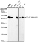 NR2F2 Antibody in Western Blot (WB)