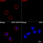 CD203c Antibody in Immunocytochemistry (ICC/IF)