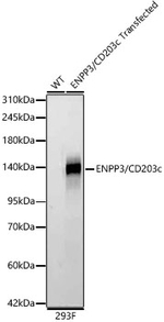 CD203c Antibody in Western Blot (WB)