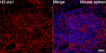 I-Ab Antibody in Immunohistochemistry (Paraffin) (IHC (P))