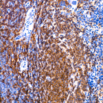 I-Ab Antibody in Immunohistochemistry (Paraffin) (IHC (P))