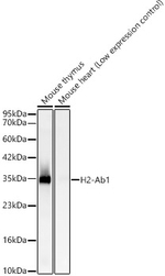 I-Ab Antibody in Western Blot (WB)