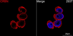 CRBN Antibody in Immunocytochemistry (ICC/IF)