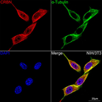 CRBN Recombinant Rabbit Monoclonal Antibody (1F9Y2)