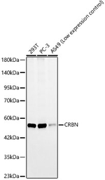 CRBN Antibody in Western Blot (WB)