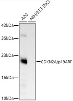 p19ARF Antibody in Western Blot (WB)