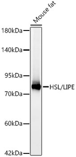 HSL Antibody in Western Blot (WB)