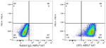 LRP2 Antibody in Flow Cytometry (Flow)