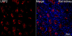 LRP2 Antibody in Immunohistochemistry (Paraffin) (IHC (P))